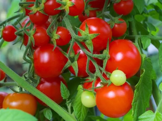 Выращивание томатов в Сибири