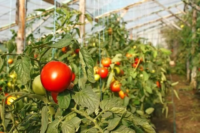 Выращивание томатов в теплице из поликарбоната