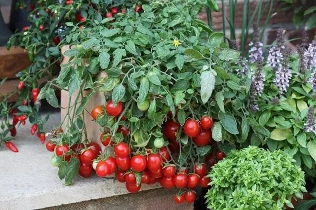 Выращивание томатов в ведрах в теплице