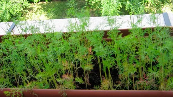 Выращивание укропа дома на подоконнике из семян