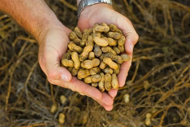 Выращивание арахиса (арахиса)