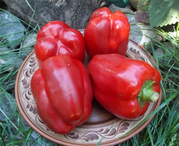 Калифорнийский чудо-перец высокоурожайный: характеристика и описание сорта