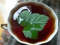 Сбор листьев смородины для чая
