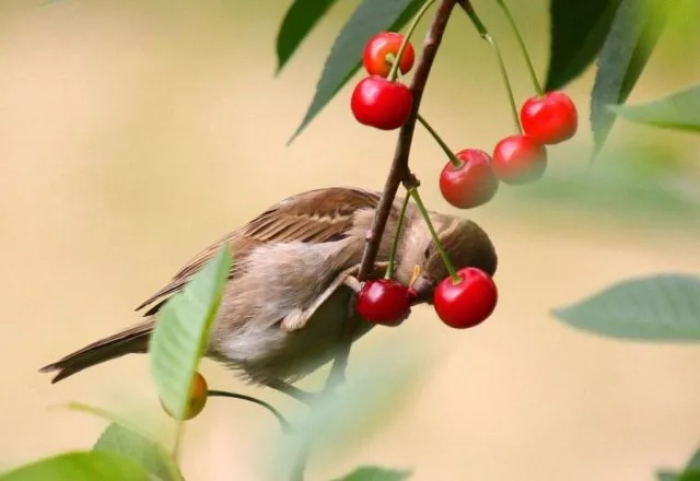 Защита ягод от птиц