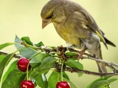 Защита ягод от птиц