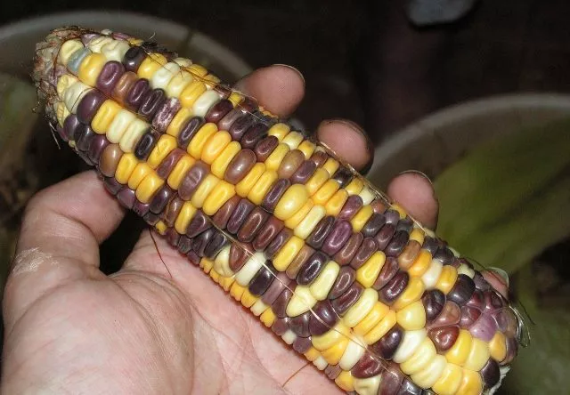 Клубничная кукуруза: посадка и уход