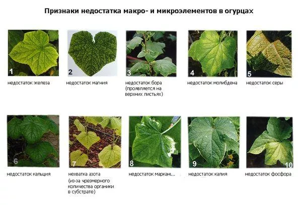 Желтеют огурцы в теплице (завязи, листья): 25 советов, что делать